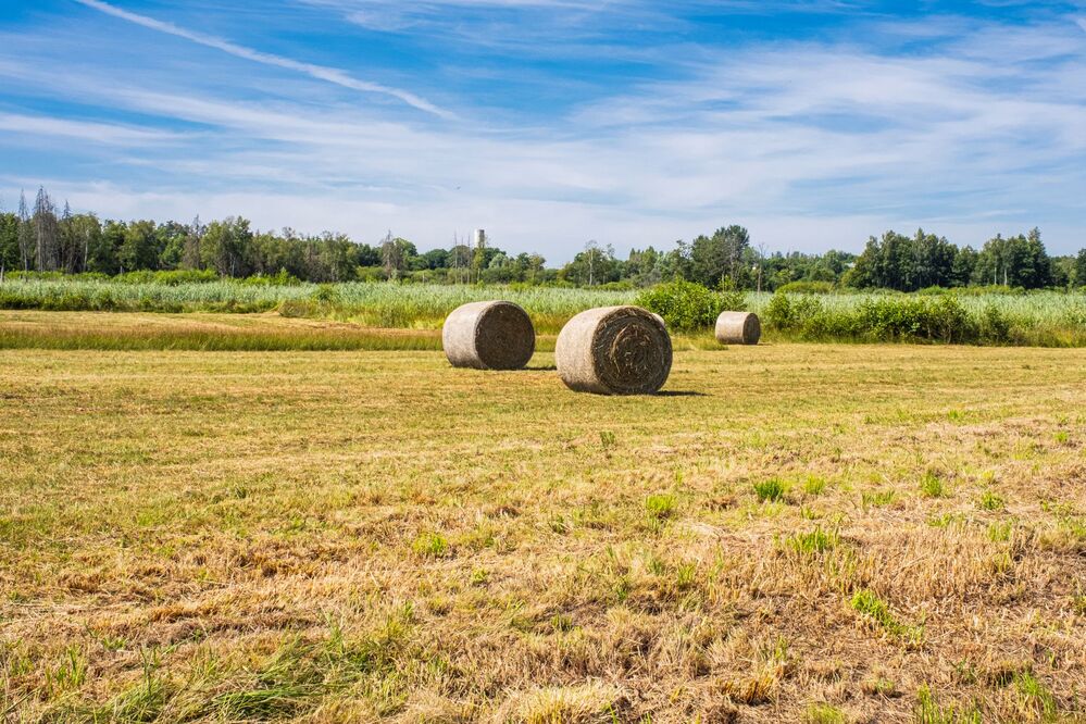 L’identification : une étape incontournable pour chaque acteur agricole en Wallonie