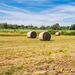 L’identification : une étape incontournable pour chaque acteur agricole en Wallonie
