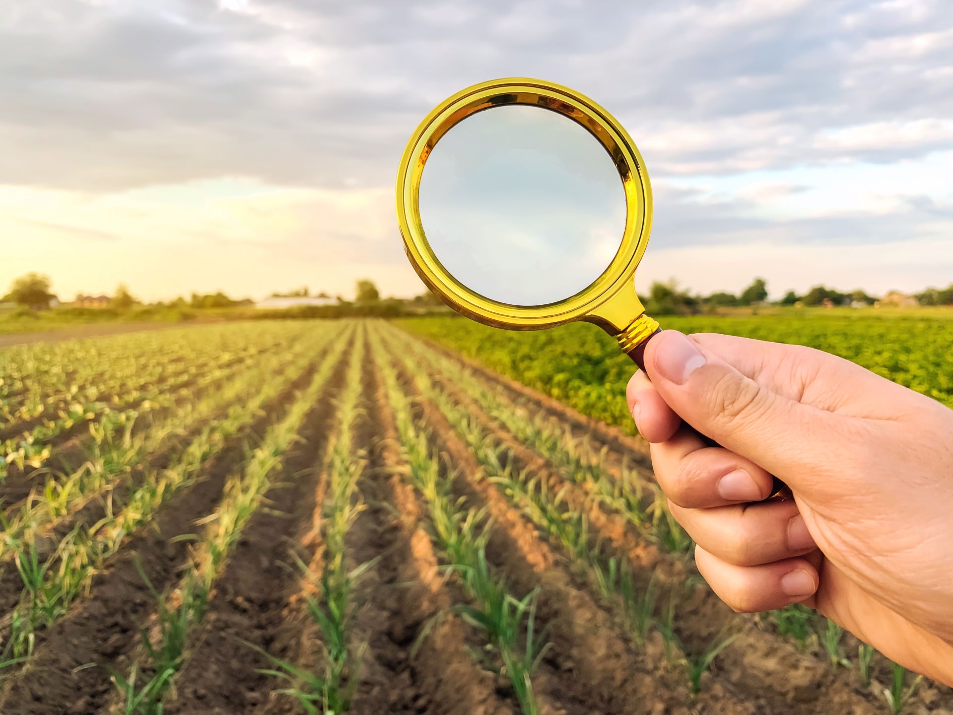 golden-magnifying-glass-examining-rows-of-farm-cro.jpg