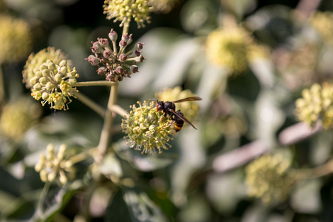 Actualité: Participez à l’enquête sur l’impact du frelon asiatique en agriculture