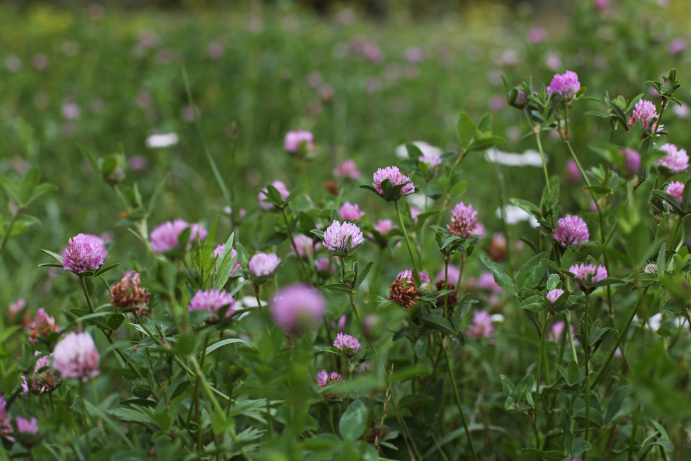 Nouveau flyer explicatif de l'éco-régime couverture longue du sol