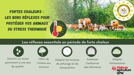 Actualité: Fortes chaleurs : les bons réflexes pour protéger vos animaux du stress thermique