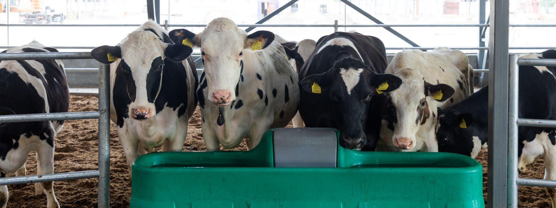 un-systeme-de-reservoirs-et-de-recipients-pour-stocker-le-lait-apres-la-traite-des-vaches-dans-une-ferme-laitiere-moderne.jpg