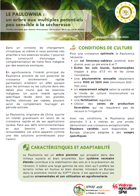 paulownia.png